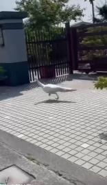 宜蘭"白孔雀"蹺家逛大街 飼主不擔心:牠肚子餓會回家