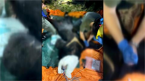 花蓮黑熊入侵部落吃雞咬死狗　「熊性大發」遭開槍擊斃
