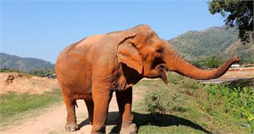 暴走野象釀22死！6噸猛獸連襲村落　官方出動百人仍抓不到