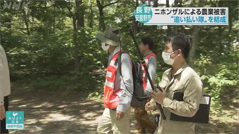 日本長野縣安曇野市野猴出沒！　當地成立「趕猴大隊」