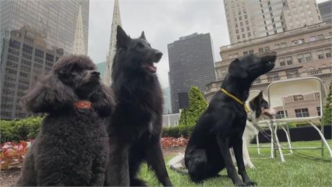 美國毛小孩超級盃　西敏犬展添新項目狗狗跳水