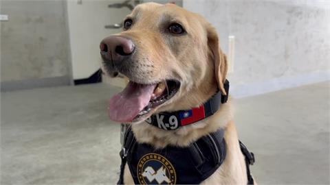 警犬、搜救犬成最萌生力軍！　新警犬「大福」報到萌翻一票網友