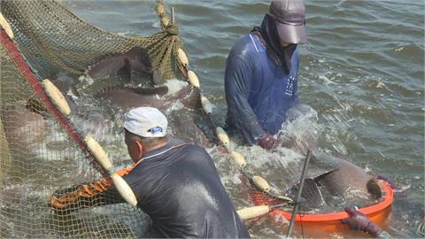 快新聞／提升石斑魚衛生安全　漁業署採驗1048養殖戶全數合格