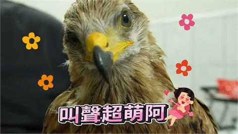 身價破30萬！台灣最少人飼養的尊貴猛禽　「紅鳶寶寶」叫聲萌翻全網