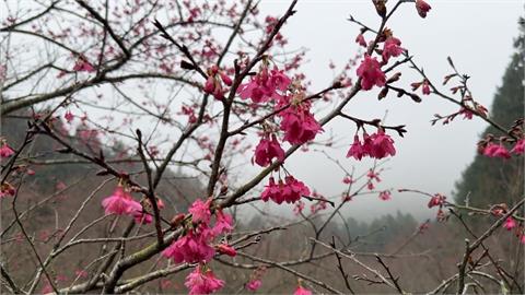 南投魚池"台灣雪櫻"等6千棵櫻花 接力綻放嬌顏