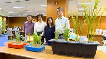 中研院研發種植水稻新技術 助解決糧食危機