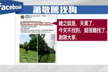3點領養5點走失 蕭敬騰上網協尋愛犬