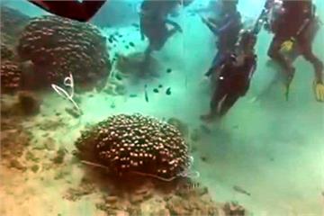 潛水團珊瑚礁上綁繩  教練挨批「環境保護」呢？