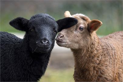 日本鹿兒島小學入學儀式　招4個月大山羊當新生