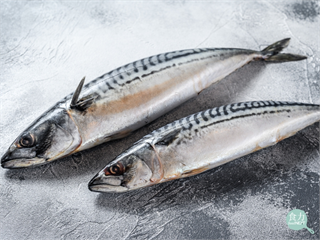 鯖魚、鱈魚的永續評級亮紅燈　過度捕撈讓魚群難以恢復