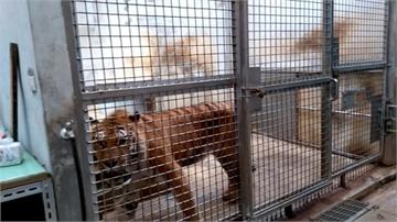 竹市動物園封園整修 動物裝鐵籠已21死