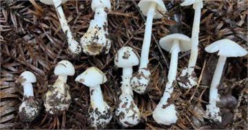 一家四口吃野生菌菇送醫！「誤食劇毒鵝膏菌」5歲女不治　醫生示警了