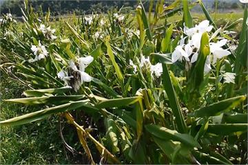 有賊！2萬株野薑花遭「收割 」1/4偷光光