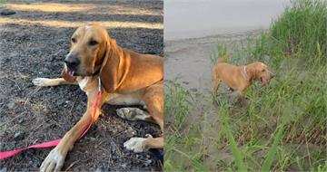 曾參與林葉亭父搜救任務！「追蹤犬」巴薩遭毒蛇咬傷離世　粉專：謝謝你守護人類