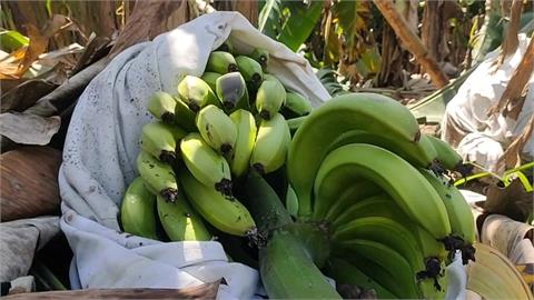 怪風吹倒香蕉樹 農民擔心農保不理賠