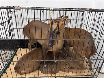 屏東滿州山區非法獵捕山羌　警逮3男送辦