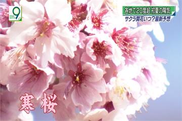 日本回暖破20度 最快下週櫻花盛開