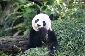 大陸冷氣團南下　動物園裡可愛動物早有禦寒準備
