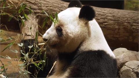 上野動物園貓熊曉曉蕾蕾將返中　最後一天公開露面