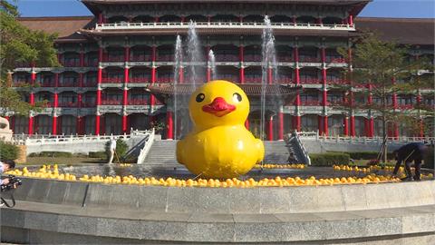 睽違十年！黃色小鴨重回愛河灣　飯店噴水池５００隻「小鴨軍團」吸睛