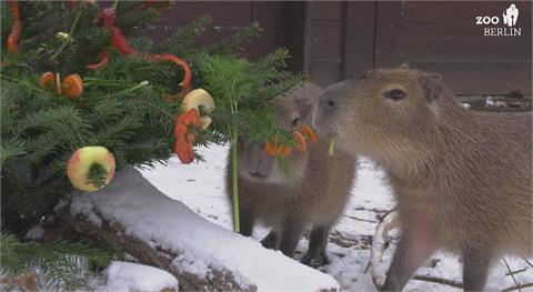柏林動物園迎耶誕　水豚貓熊等可愛享用美食