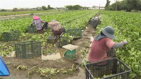 雨終於下對地方！高雄水情緩解　公立泳池開放　農民搶收菜