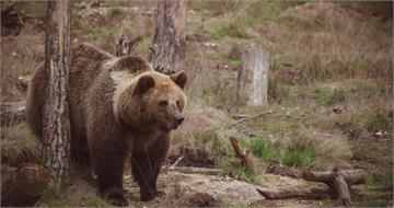 才剛提親！26歲男北海道登山遭棕熊攻擊喪命　GPS手錶曝「遺體拖行軌跡」