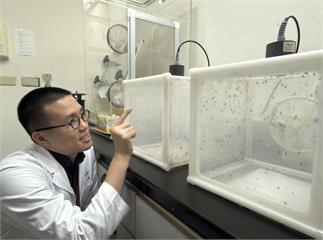 砸百萬「養蚊子」！疾管署神秘實驗室曝光   專人呵護2萬隻活蚊