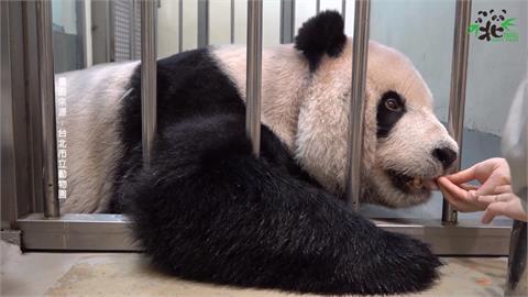 中國2位大貓熊專家來了！　抵台直奔動物園探視「團團」　畫面曝光