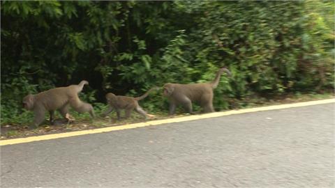 你也上微積分？獼猴闖入課堂和同學對視　中山大學曝原因
