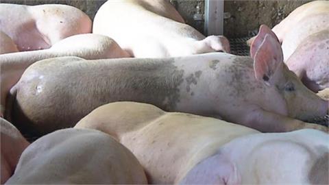 工人為報復…侵犯老闆17歲女兒棄豬舍！她遭「豬瘋狂啃食慘死」男友見狀當場崩潰