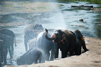 印度酒莊遭打破酒罈盜光光　24隻大象疑似「喝花酒」茫睡路邊