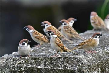 3/20是世界麻雀日！鳥類被黏鼠板困住案例多　獸醫教3步驟簡易救援