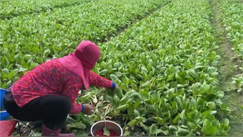 菜金菜土！蔬菜價格回穩　青蔥貴森森「一公斤300元」