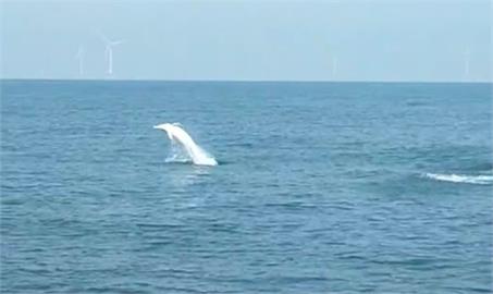 白海豚驚喜現蹤！北中南都目擊「至少7隻」　優雅躍出水面影像曝