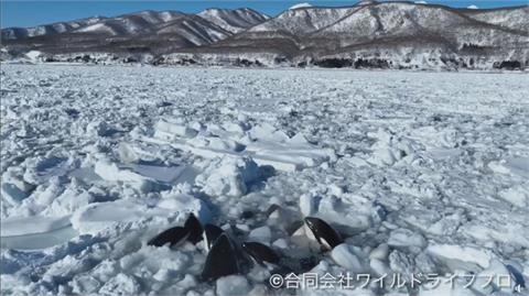 受困北海道流冰載浮載沉　10多隻虎鯨幸安全脫困