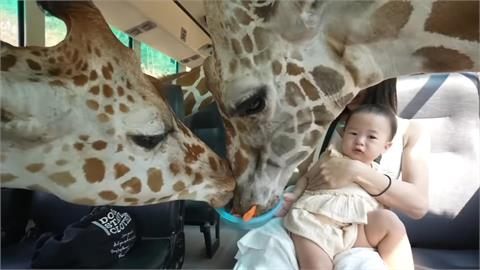 泰國野生動物園初體驗！驚見長頸鹿伸脖瘋狂搶食　嫩嬰淡定表情笑翻網