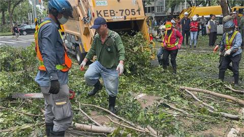 高雄路樹不敵山陀兒強風　大量路樹遭「團滅」連根拔起橫躺路邊