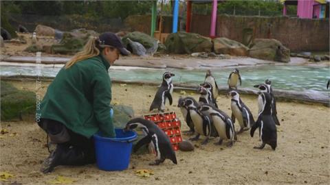 英國倫敦動物園慶聖誕 可愛企鵝搶先吃鮮魚大餐