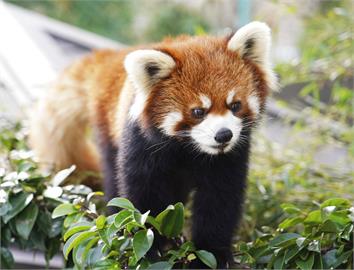 熊本動植物園超萌小明星　小貓熊寶寶「杏香」將亮相