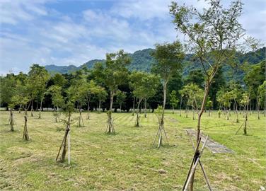 石門水庫北苑園區植樹自然碳匯註冊 獲環境部審查通過