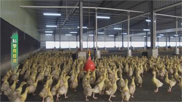 為防禽流感感染擴大 國家防疫體系持續加強