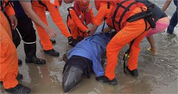 疑遭大魚追趕闖沙灘受困　大量小虎鯨擱淺屏東車城4隻死亡