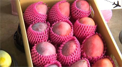 芒果季來了！台南盛產6.1萬公噸　青果市場擠滿採買人潮