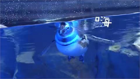台中海洋館"企鵝懶洋洋" 遊客笑:上班不認真?