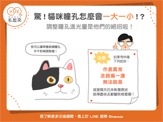 【喵喵小學堂】驚！貓咪瞳孔一大一小！？原來他們可以調整瞳孔進光量！