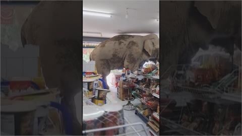 泰國大象闖雜貨店吃Buffet　狂嗑"米餅.三明治"趕不走