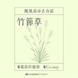 快新聞／颱風不叫竹節蟲是「竹節草」　氣象署揭露命名由來