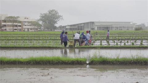 颱風+乾旱狂襲「凍未條」　菲律賓培育抗旱+抗淹稻米