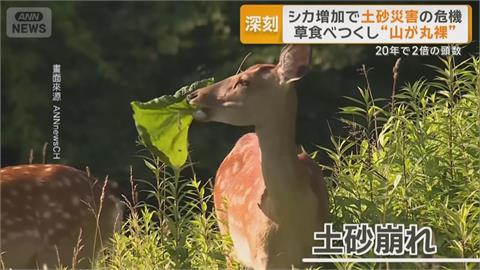 日本野鹿氾濫啃光山坡雜草　恐成引發土石災害元凶